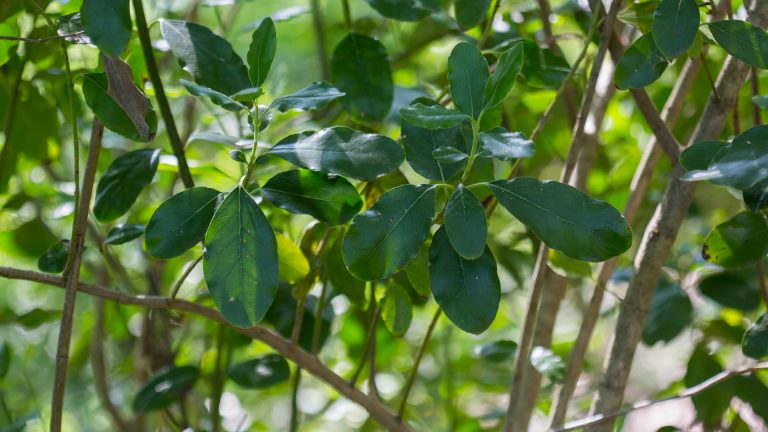 Lindheimer's silktassel leaves.