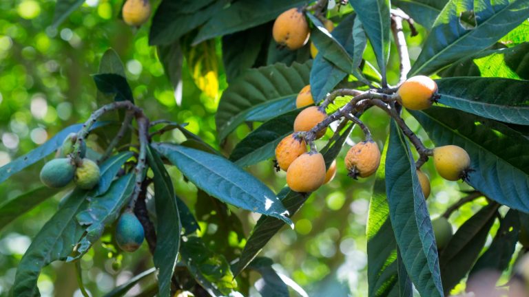 Loquat fruit and leaves