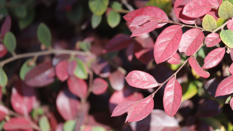 Typically used as a foundation hedge, loropetalum exhibits deep burgundy hues.