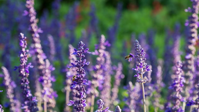 Mealy blue sage flowers.