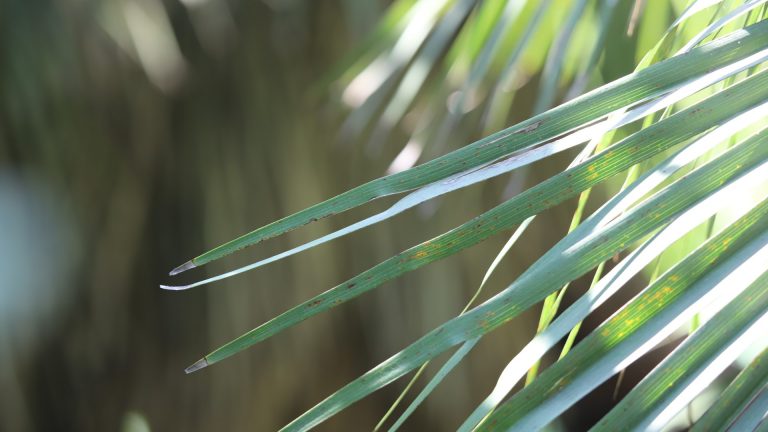 Mediterranean fan palm leaves.