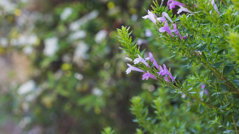 Mexican oregano leaves and flowers