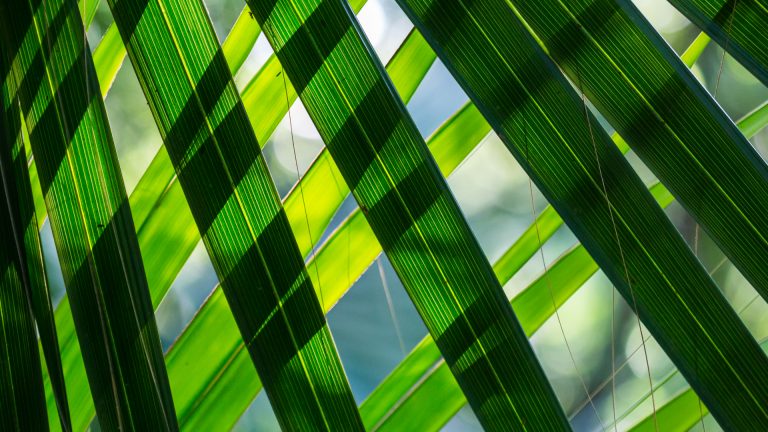 Sabal mexicana leaves.