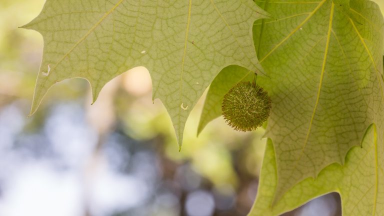 Mexican sycamore leaves and seeds.