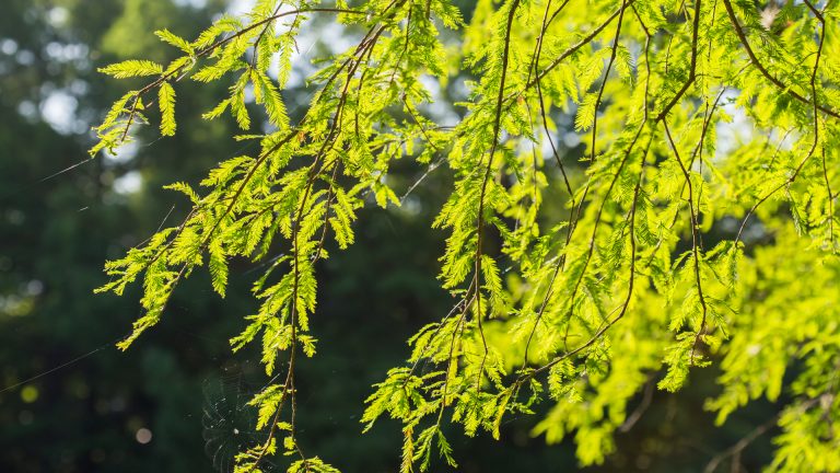 Montezuma Cypress - Garden Style San Antonio