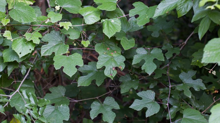 Mustang grape leaves.