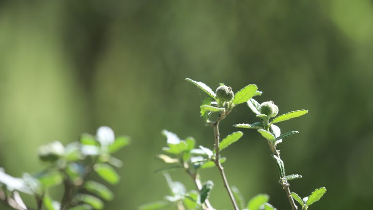 Myrtle croton leaves and fruits.