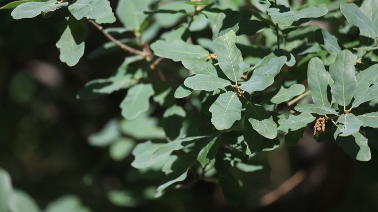 Its greenish-blue leaves give the small Lacey oak an impressive cooling effect on warm days.