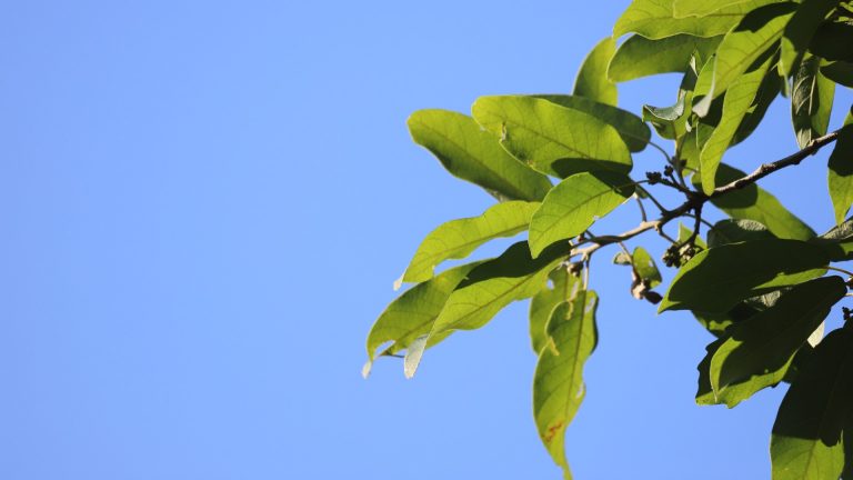 oak-monterrey-quercus-polymorpha-detail_6772