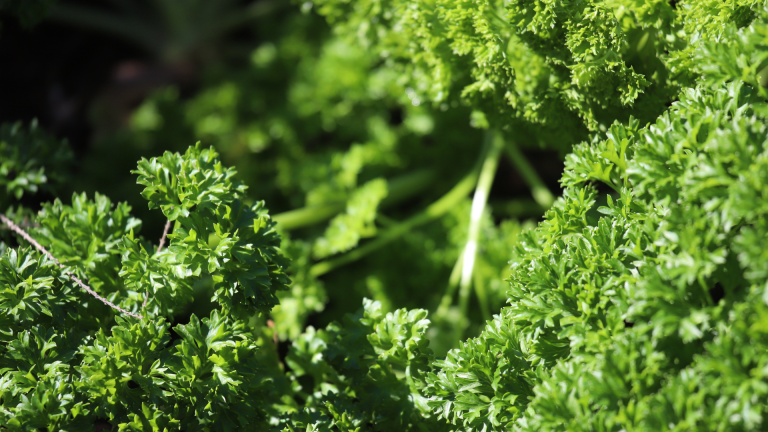 Parsley leaves.