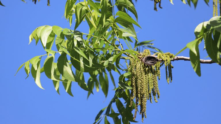 Pecan leaves, flowers and nuts.