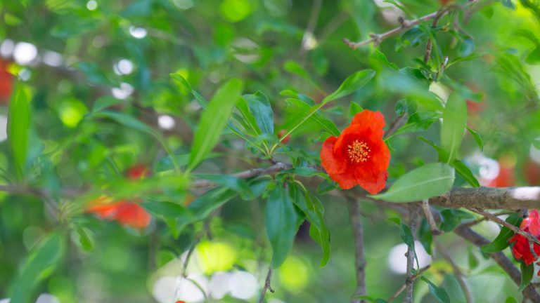 Pomegranate leaves and flowers.