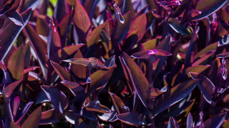 Purple heart tradescantia leaves.