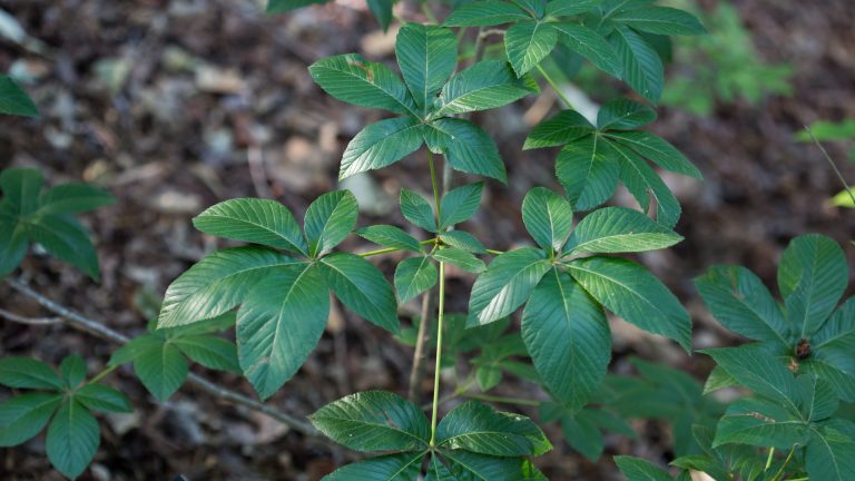 Red buckeye leaves.