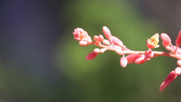 It's strappy foliage resembles some very well-armed plants, but Red yucca is thornless and boasts elaborate flower stalks in spring.