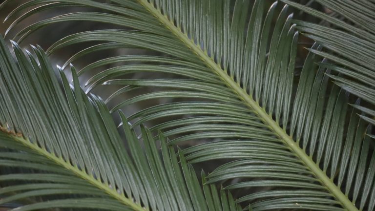 Sago palms are members of an ancient plant family that would have been familiar to the dinosaurs.