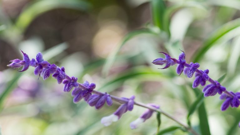 Mexican bush sage leaves and flowers.