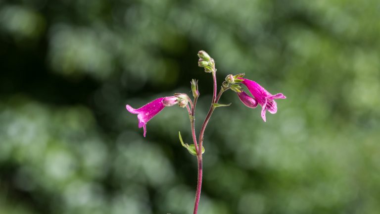 scarlet-penstemon-pentstemon-triflora-2020-04-24_5d3_1680