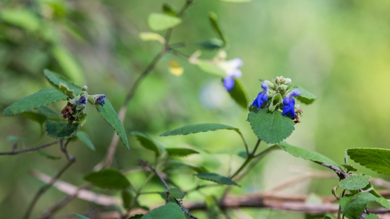 Shrubby blue sage leaves and flowers.