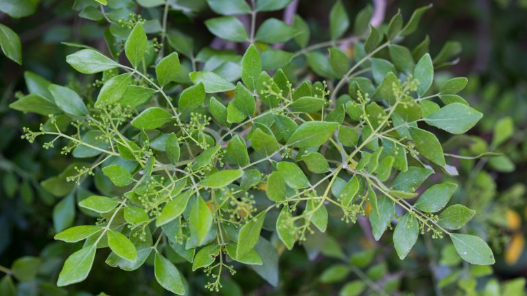 Sierra madre torchwood leaves.