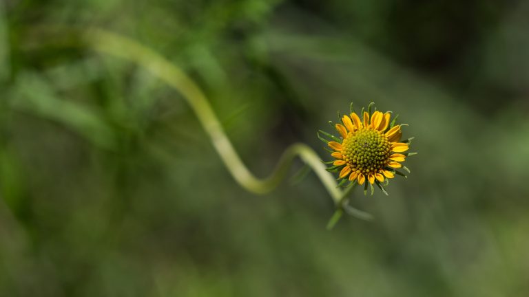 Skeletonleaf goldeneye flower.