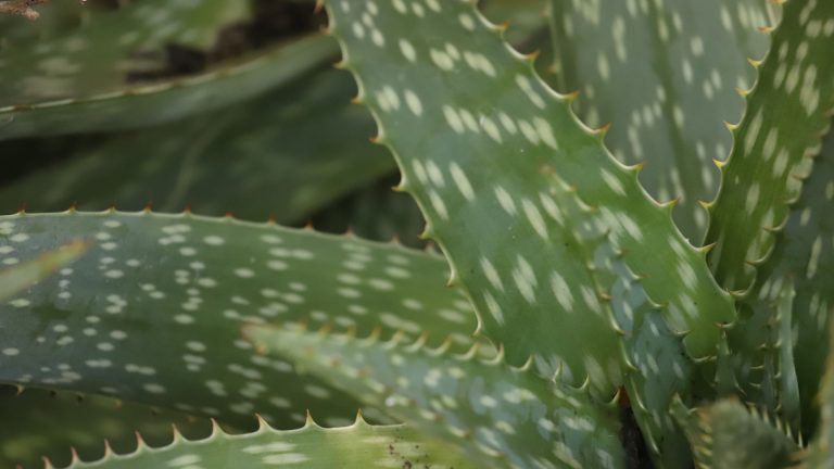 Soap aloe boasts jazzily patterned leaves and tall flower stalks.