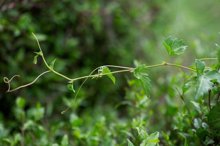 Cowitch vine's delicate spring leaves belie its pungent, foetid odor.