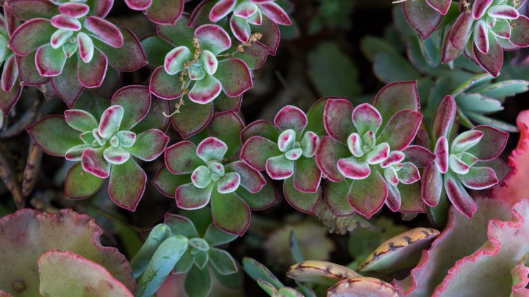 Sedum leaves.