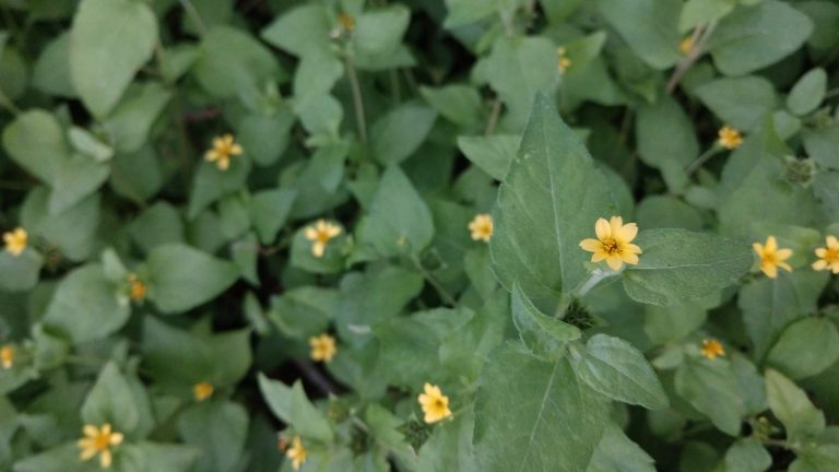 Straggler daisy leaves with flowers.