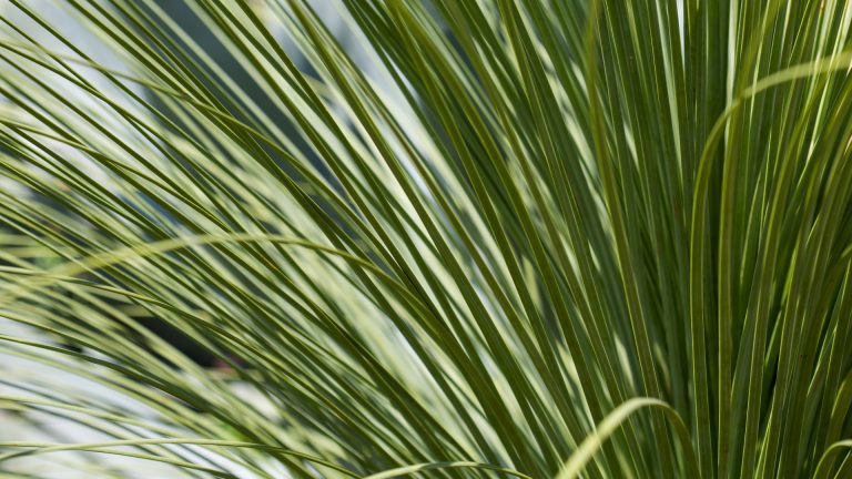 Thornless sotol leaves.