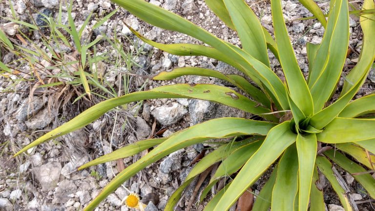 Twistleaf yucca leaves.