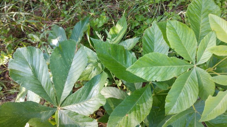 Texas buckeye leaves.