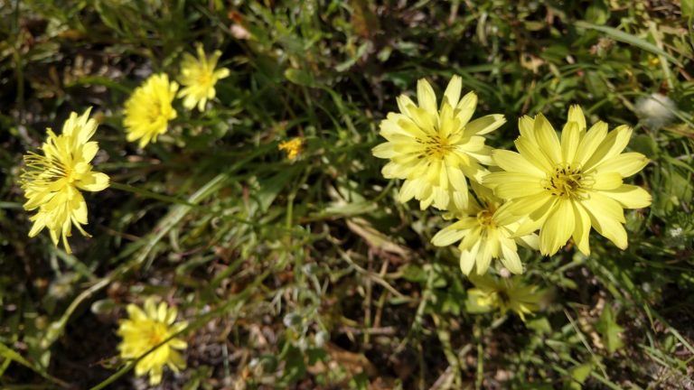 Texas dandelion leaves and flowers.