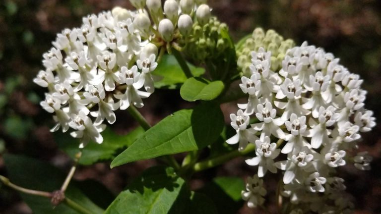 Texas milkweed leaves and flowers.