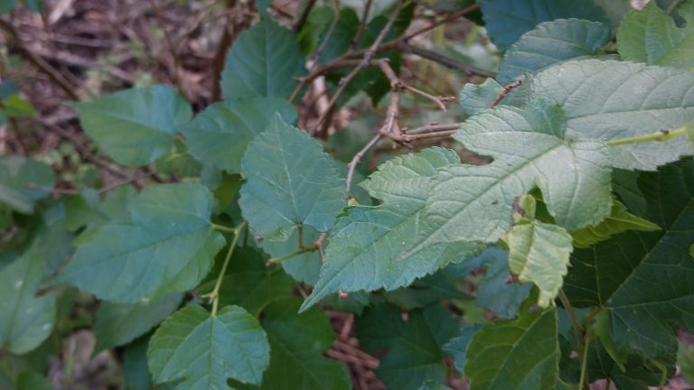 Texas mulberry leaves.