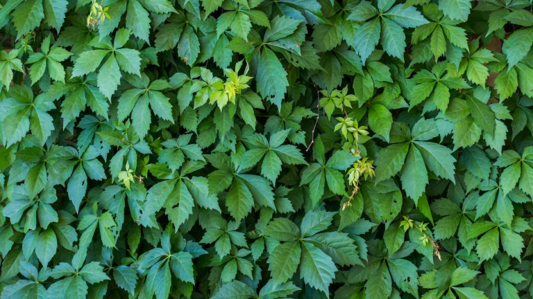 Virginia creeper leaves.