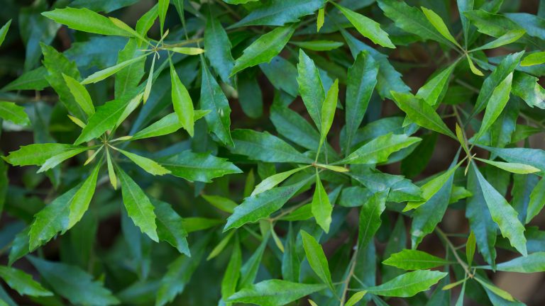 Wax myrtle leaves.