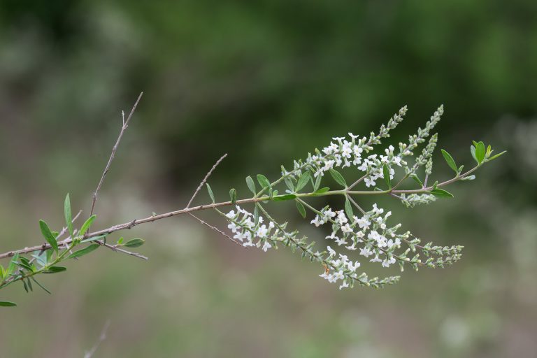 White brush is a thornless brushy shrub with a strong jasmine fragrance in bloom.