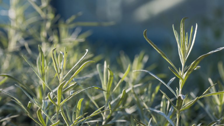 White prairie artemisia leaves.