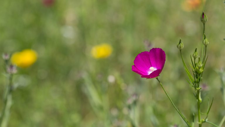 Winecup flower.