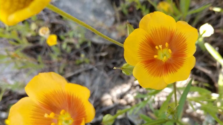 Yellow flax flowers.