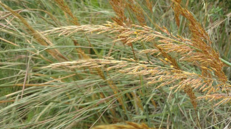 Yellow Indian grass leaves and flowers.