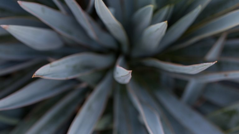 Pale-leaf yucca leaves and spines.