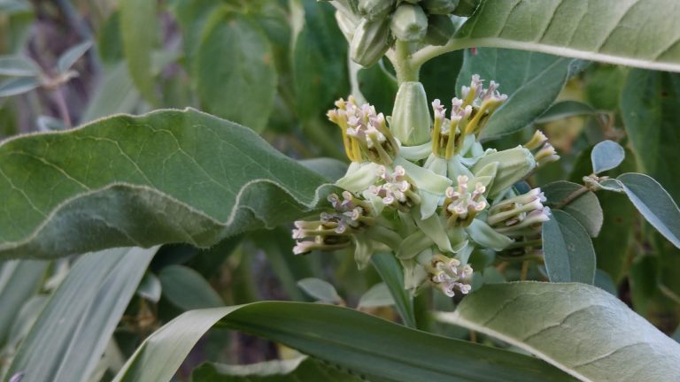 Zizotes milkweed leaves and flowers.