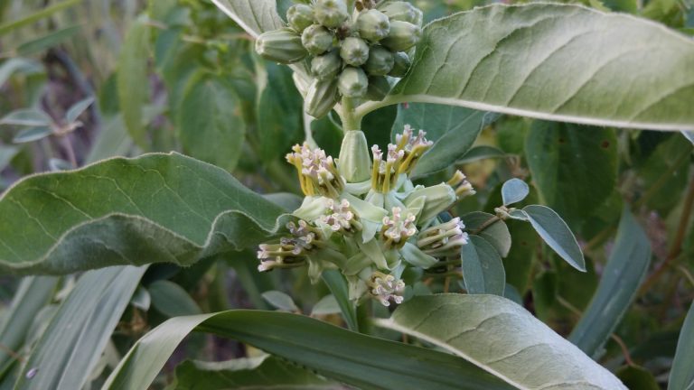 Zizotes milkweed leaves and flowers.