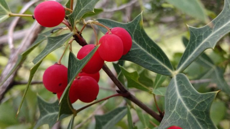 Agarita leaves and berries.