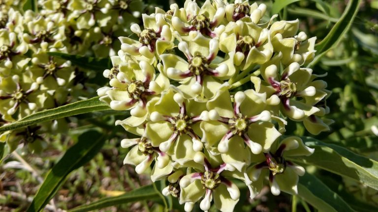 Antelope horns flowers.