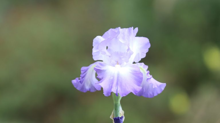 Bearded iris flower.