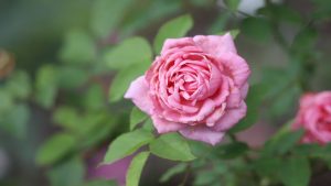 Belindas Dream rose flower and leaves.