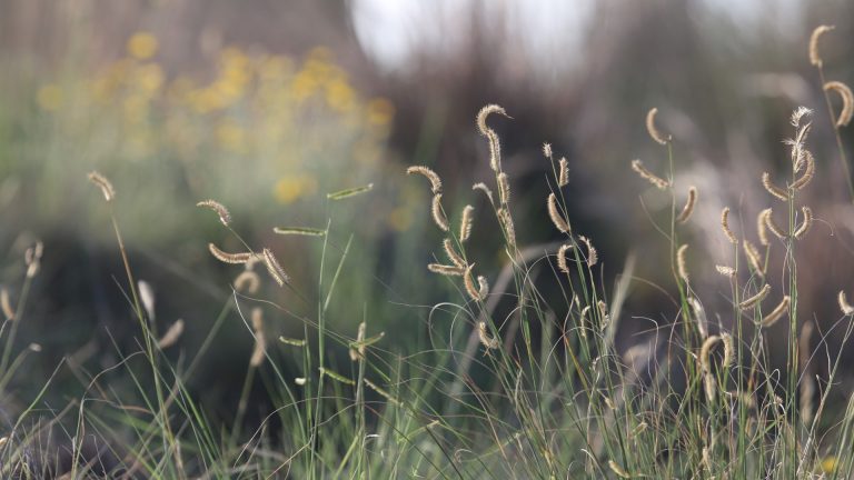 Blue grama leaves and seedheads.